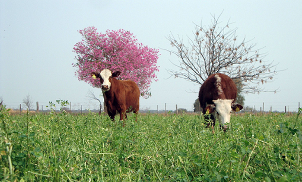 Las pasturas han vuelto y es de suma importancia comprender el nuevo impulso y las variantes que ha tomado la actividad ganadera.