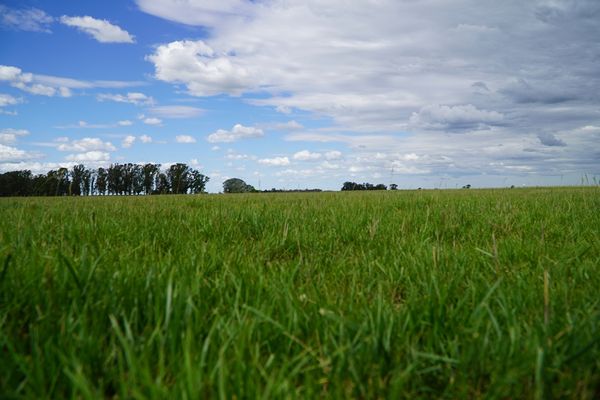 el pinar pasturas