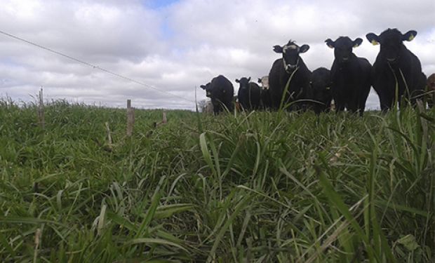 Antes de la expansión de las malezas resistentes, se hacía un control muy liviano en las pasturas.