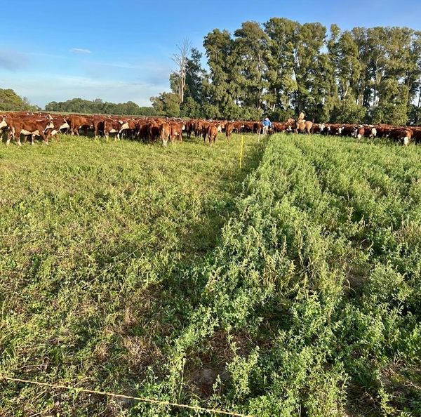 pasturas en argentina