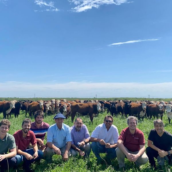 pasturas en un campo