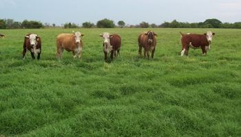 Pasturas: la planificación y el manejo hacen la diferencia