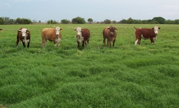 Es importante planificar con tiempo la siembra y tener en cuenta las buenas prácticas de manejo de pasturas.