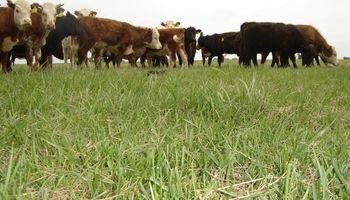 Pasturas tropicales duplican la producción en la Cuenca del Salado