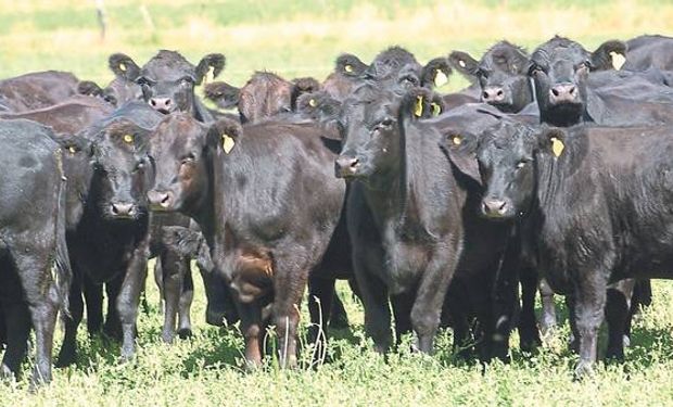 Un rodeo Angus en la cuenca del Salado. "Hoy, las cuentas cierran", dicen al momento de invertir en pasturas.