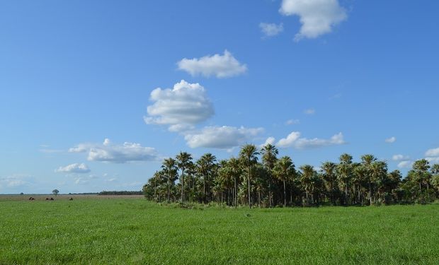 Los #Megatips para la siembra de pasturas megatérmicas