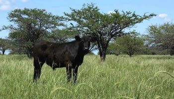 En el monte, pasar el rolo aumenta la oferta forrajera para el rodeo