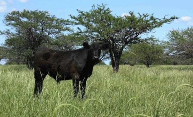 En el NOA, los árboles son un refugio para los animales en los días de altas temperaturas, que son habituales.