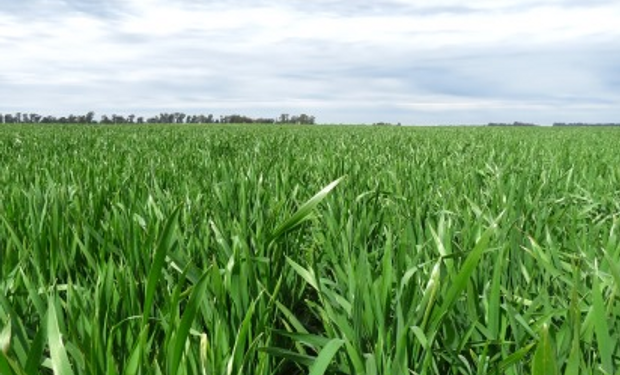 Verdeos de invierno y pasturas: cuánto cuesta sembrarlas y mantenerlas este año