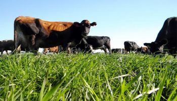 Prácticas con gran impacto: nutrientes para la ganadería