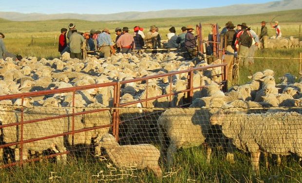 Investigadores de la FAUBA detallan la gravedad de la situación que atraviesan los productores ovinos de la Patagonia.