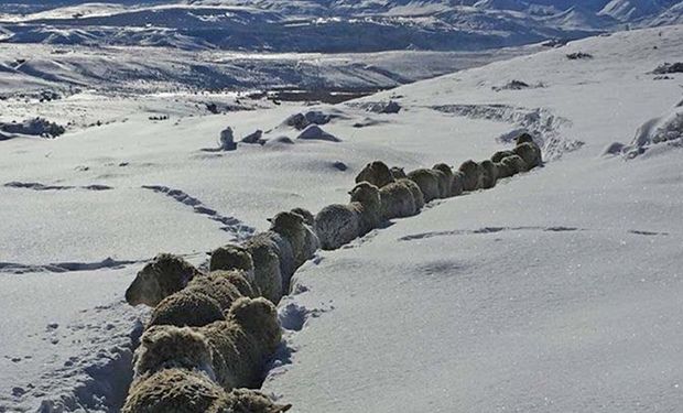 Ovejas en la nieve una estancia del interior chubutense. Foto Jorge Patterson