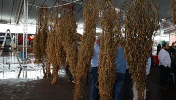 Pé de soja com quase 12 mil vagens surpreende e vence concurso em MS