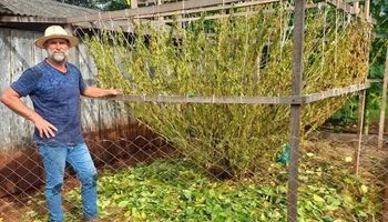 Agricultor brasileiro cultiva pé de soja gigante com mais de 16 mil vagens