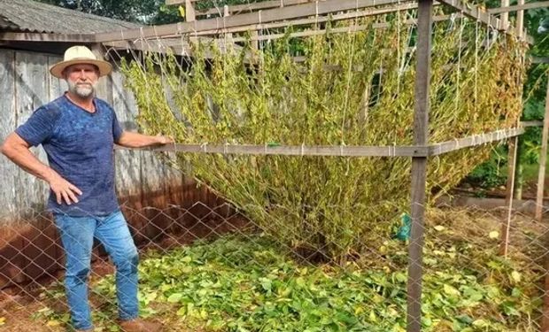 Agricultor brasileiro cultiva pé de soja gigante com mais de 16 mil vagens