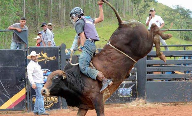 Escola de peões de touros prepara próximos campeões dos rodeios