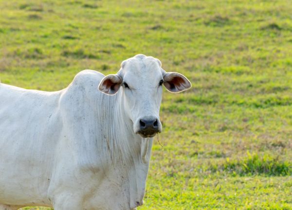 Pecuaria