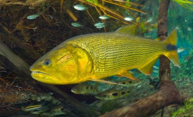 Dorado, pez que se encuentra ríos del Sur de Brasil, Paraguay, Uruguay, Bolivia y Norte de Argentina.