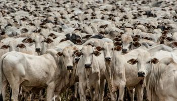 Com maior rebanho do Brasil, Mato Grosso será reconhecido como livre de aftosa sem vacinação
