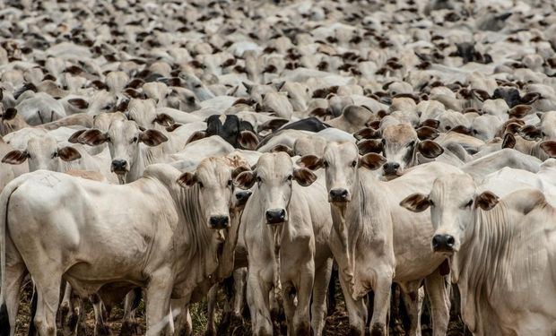 Com maior rebanho do Brasil, Mato Grosso será reconhecido como livre de aftosa sem vacinação