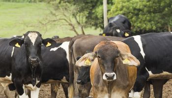 Pecuária cresce no 4º trimestre e abate de bovinos sobe 13,1%, aponta IBGE