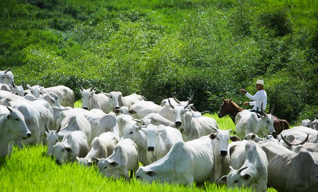 Pastagens na Amazônia somam 57,7 milhões de hectares, as do Cerrado diminuíram para 51,4 milhões de hectares.