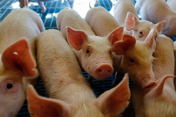 pecuaria-brasil-recordes-2025-abates-leite-ovos-couro