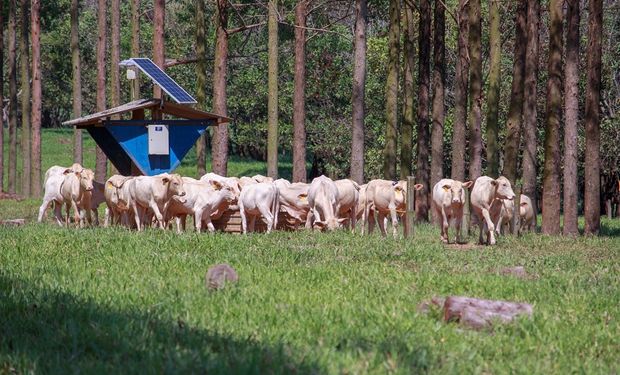 Bovinos de corte pastejando em área experimental de agricultura de precisão. (foto - Embrapa Pecuária Sudeste)