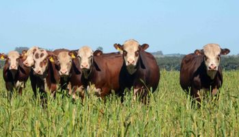 RS oferece 80% de desconto para produtor quitar multas