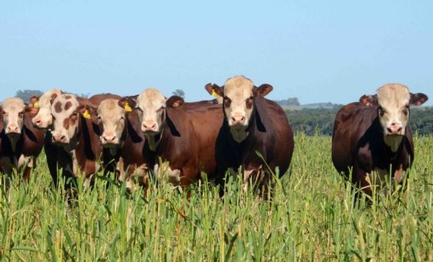 Produtores poderão se cadastrar para o desconto até 1º junho. (foto - Seapi-RS)