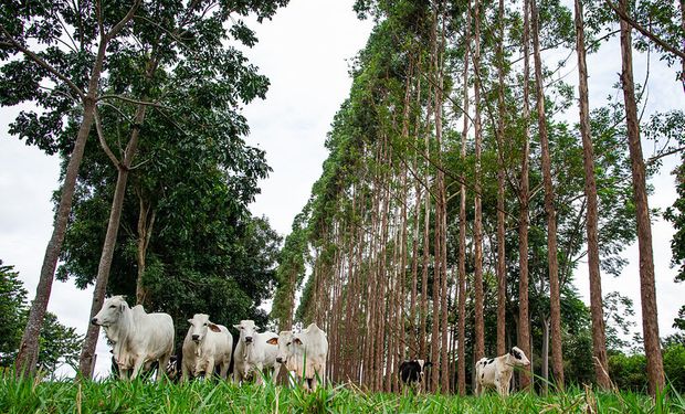 Plataforma será usada para comprovar as técnicas sustentáveis adotadas no campo aos mercados consumidores mundiais. (Foto - Wenderson Araujo/Trilux)