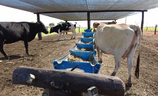 Vacas passaram a ser tratadas na sombra e ficaram mais perto dos bebedouros. (Foto -Comunicação/ Senar-MT)