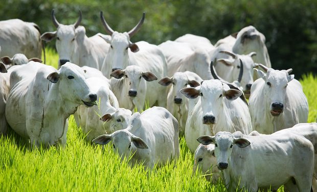 O zoneamento agrícola da pecuária entra em vigor 1º de abril de 2024. (Foto - CNA)
