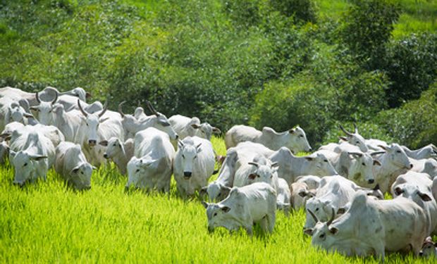 Técnicas de melhoramento genético do rebanho e das pastagens ajudam Brasil na redução das emissões. (foto - Sistema CNA/Senar)