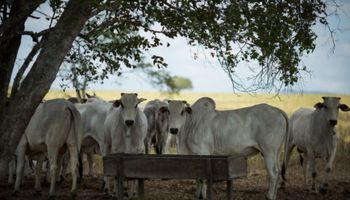 Mapa abre consulta pública sobre uso de aditivos com antimicrobianos