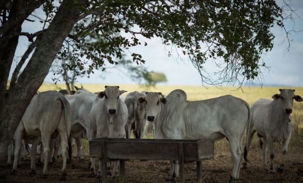 Mapa abre consulta pública sobre uso de aditivos com antimicrobianos