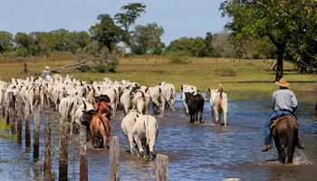 Pecuária no Pantanal gera R$ 1,83 bilhão e impulsiona empregos em MS