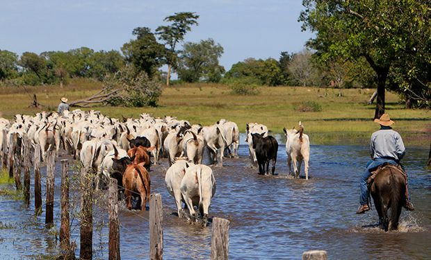 Pecuária no Pantanal gera R$ 1,83 bilhão e impulsiona empregos em MS