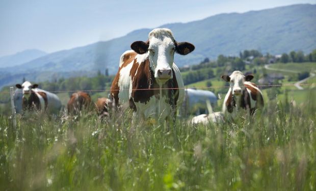 Fundo buscará garantir a segurança financeira do produtor rural por meio de ressarcimento dos prejuízos quando houver a necessidade de abate sanitário