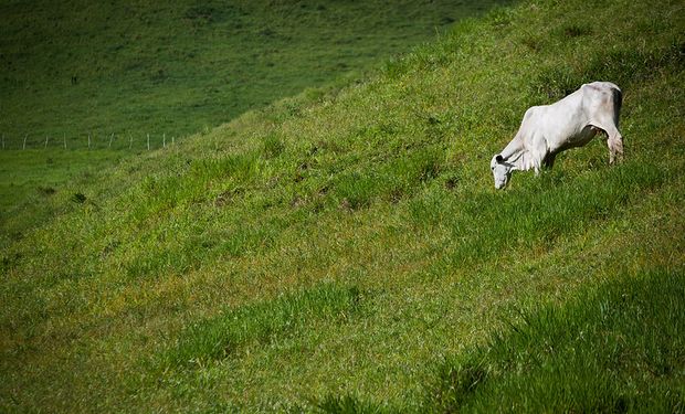 Nesta semana, a Comissão de Meio Ambiente (CMA) do Senado aprovou o projeto que cria o mercado de carbono regulado no Brasil, excluindo a agropecuária