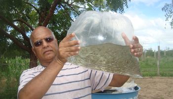 Como um peixe pode evitar a proliferação do mosquito da dengue? 