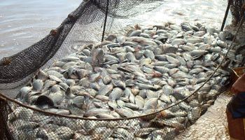 Produção de peixes cresceu 3,1% em 2023 no Brasil 
