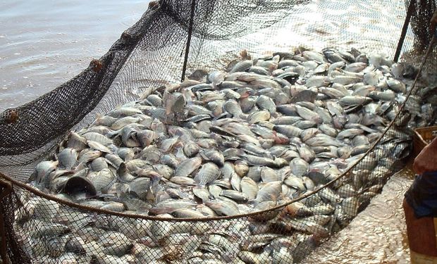 Produção de peixes cresceu 3,1% em 2023 no Brasil 