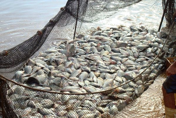peixeparana