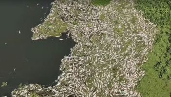 O que se sabe sobre a morte de três toneladas de peixes no “Mini Pantanal Paulista”