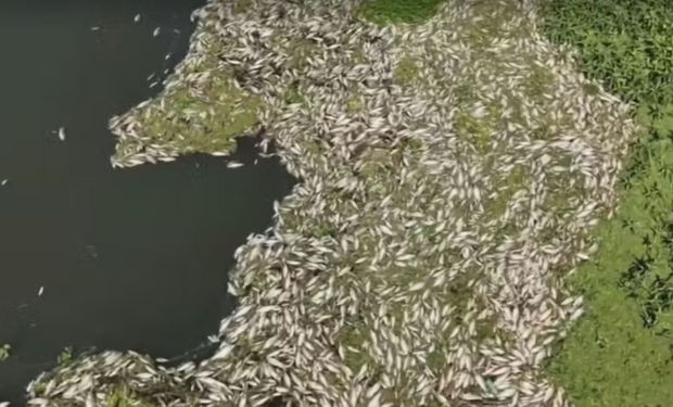 Companhia Ambiental do Estado de São Paulo (Cetesb) está investigando a morte. (Foto - Notícias de Araras)