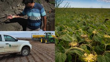 Siembran más de 70.000 hectáreas y un dato alarmante los hizo cambiar: "Estamos matando a la vaca lechera"