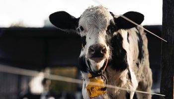 El poder desconocido de los pelos de vacas argentinas: la "receta" para usarlos en baterías que se patentó en Estados Unidos