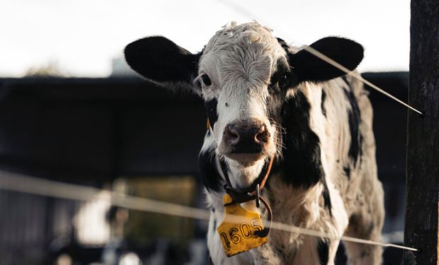 Cuándo se debe cortar el pelo de las vacas si no van a exposición y cómo se  debe hacer?