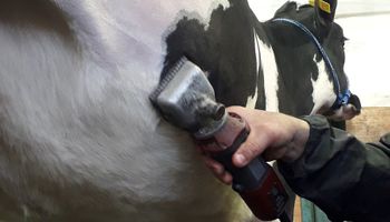 Peluquería de vacas, la clave para la jura en pista
